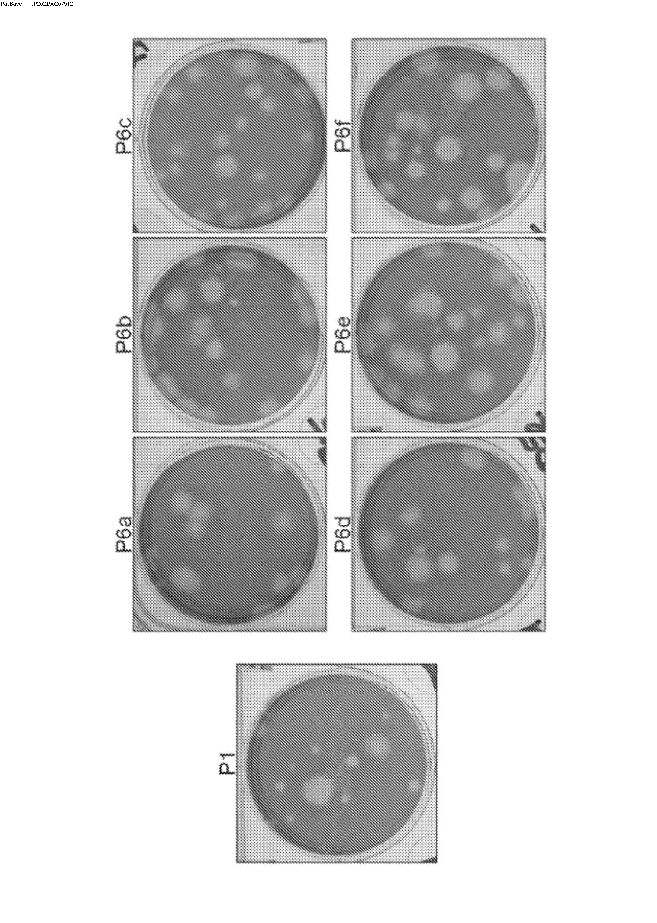 PatBase Family Explorer